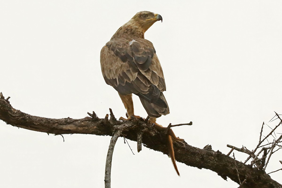 Tawny Eagle - ML641202584