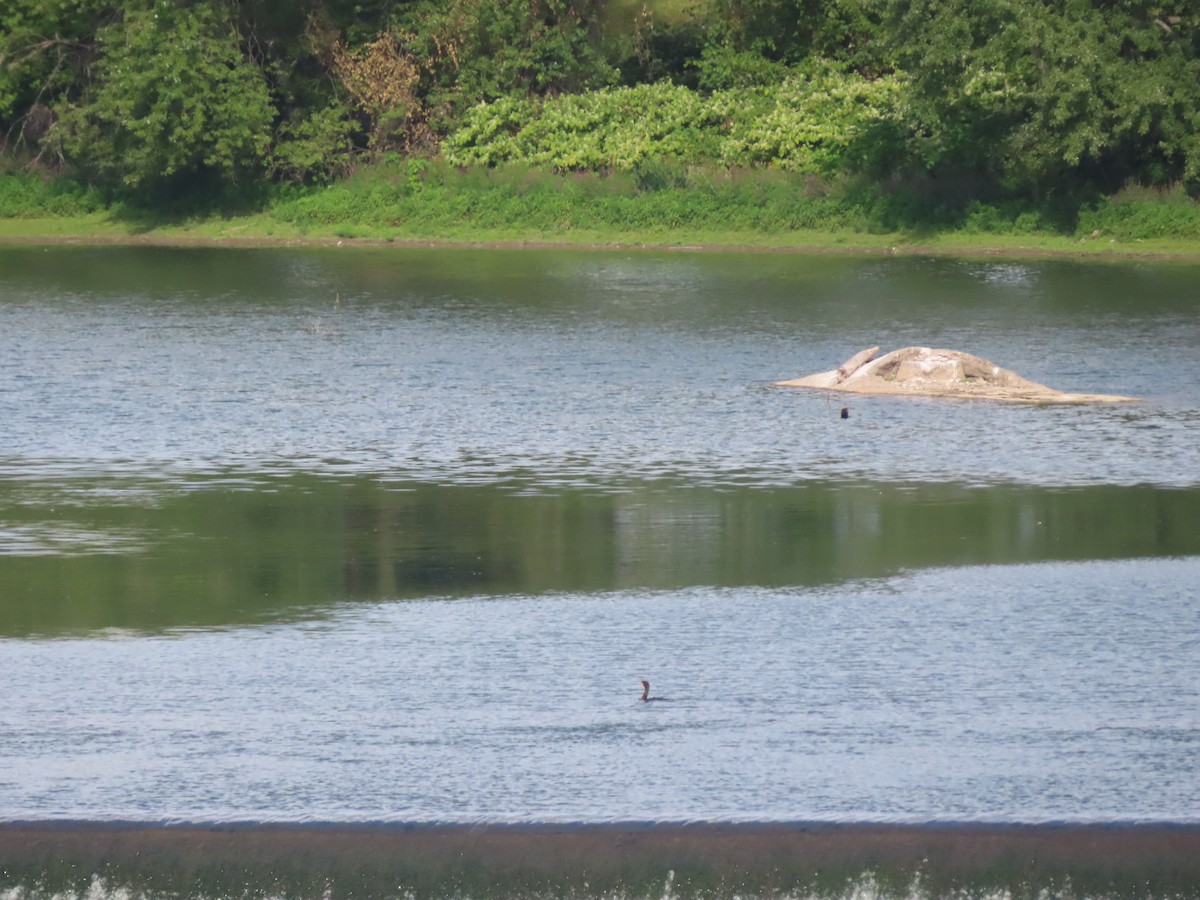 Cormoran à aigrettes - ML641202592