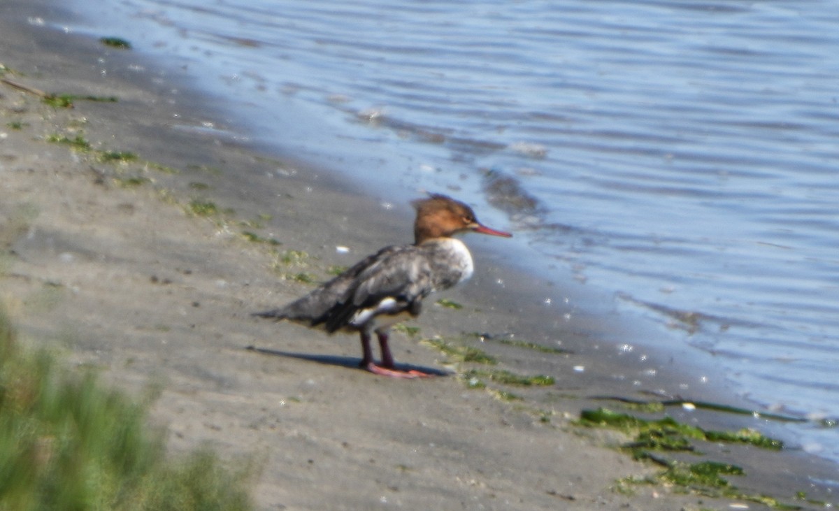 Red-breasted Merganser - ML641202595