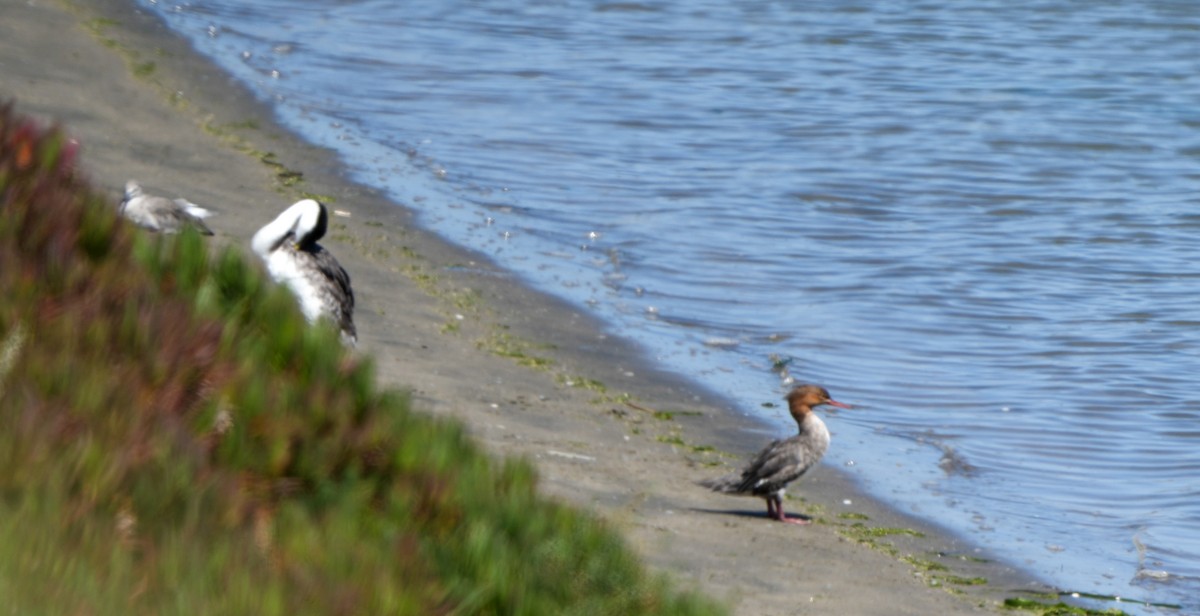 Red-breasted Merganser - ML641202596