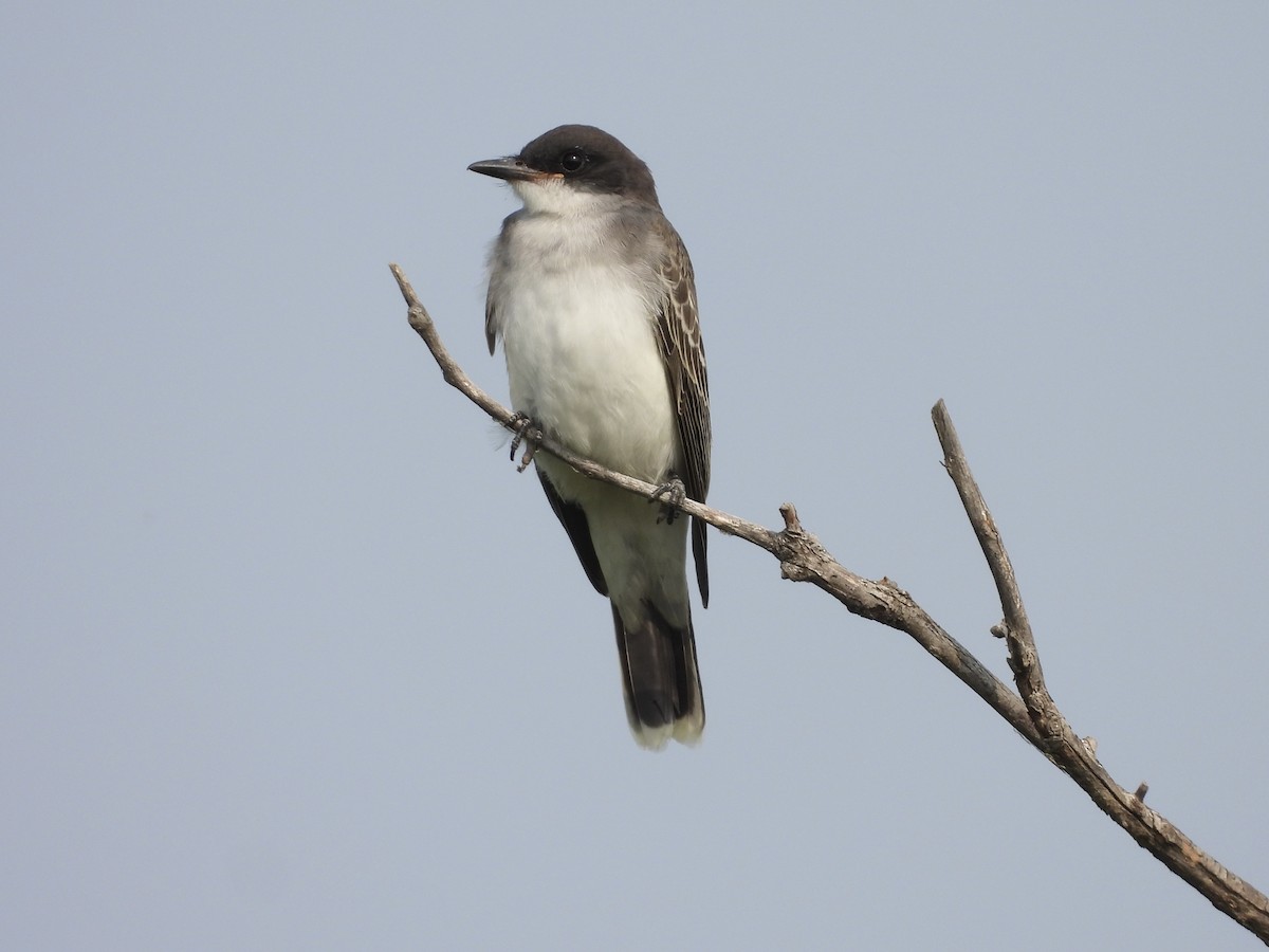Eastern Kingbird - ML641202652