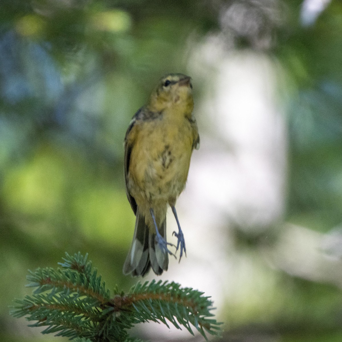 Bay-breasted Warbler - ML641202687