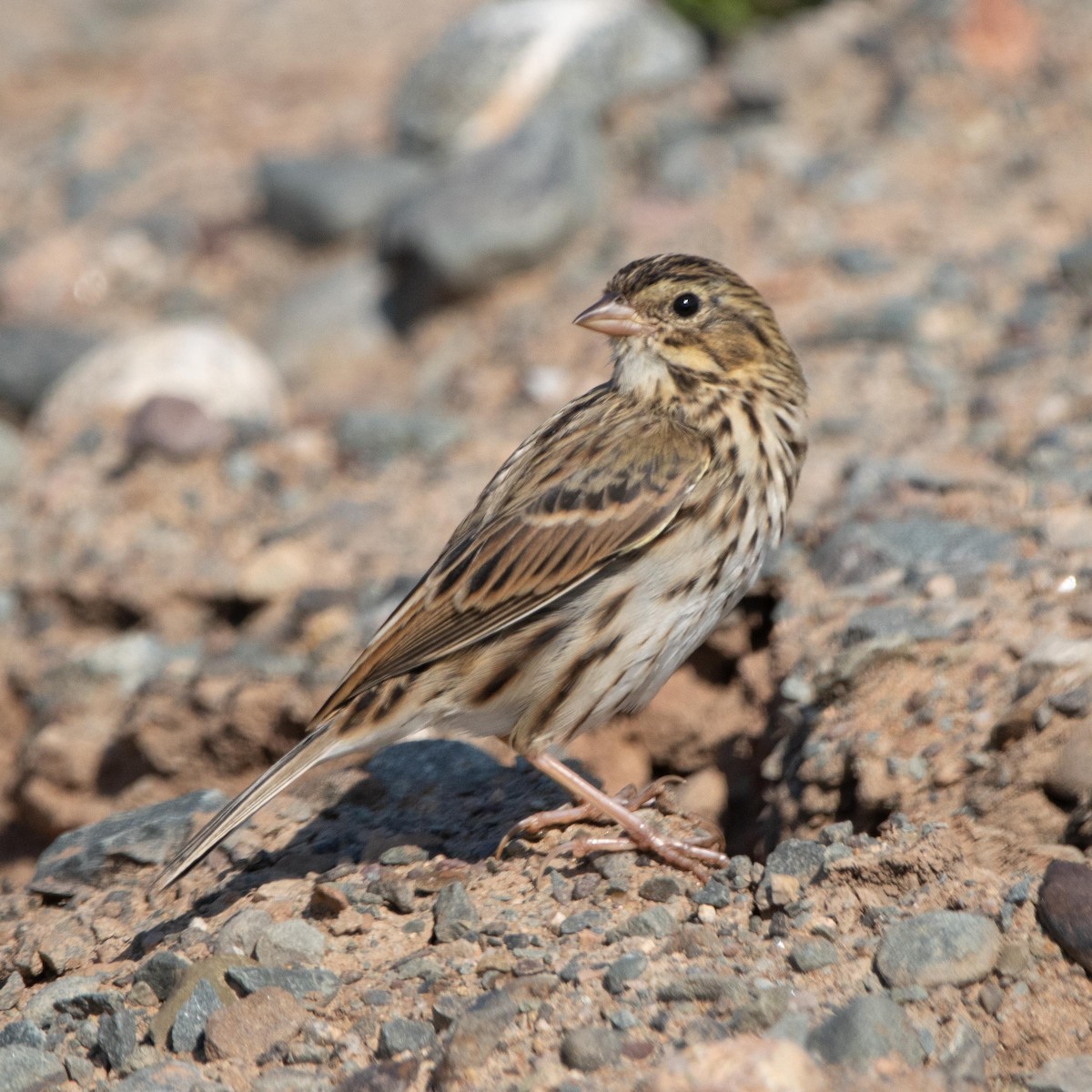 Savannah Sparrow - ML641202710