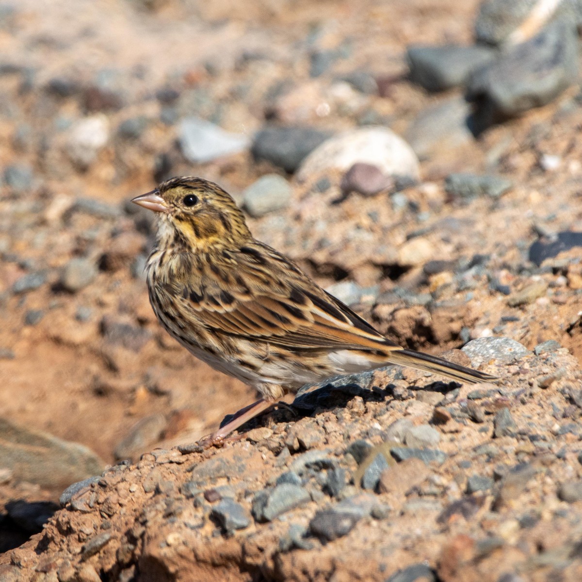 Savannah Sparrow - ML641202711