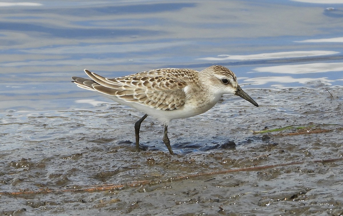 Semipalmated Sandpiper - ML641202727