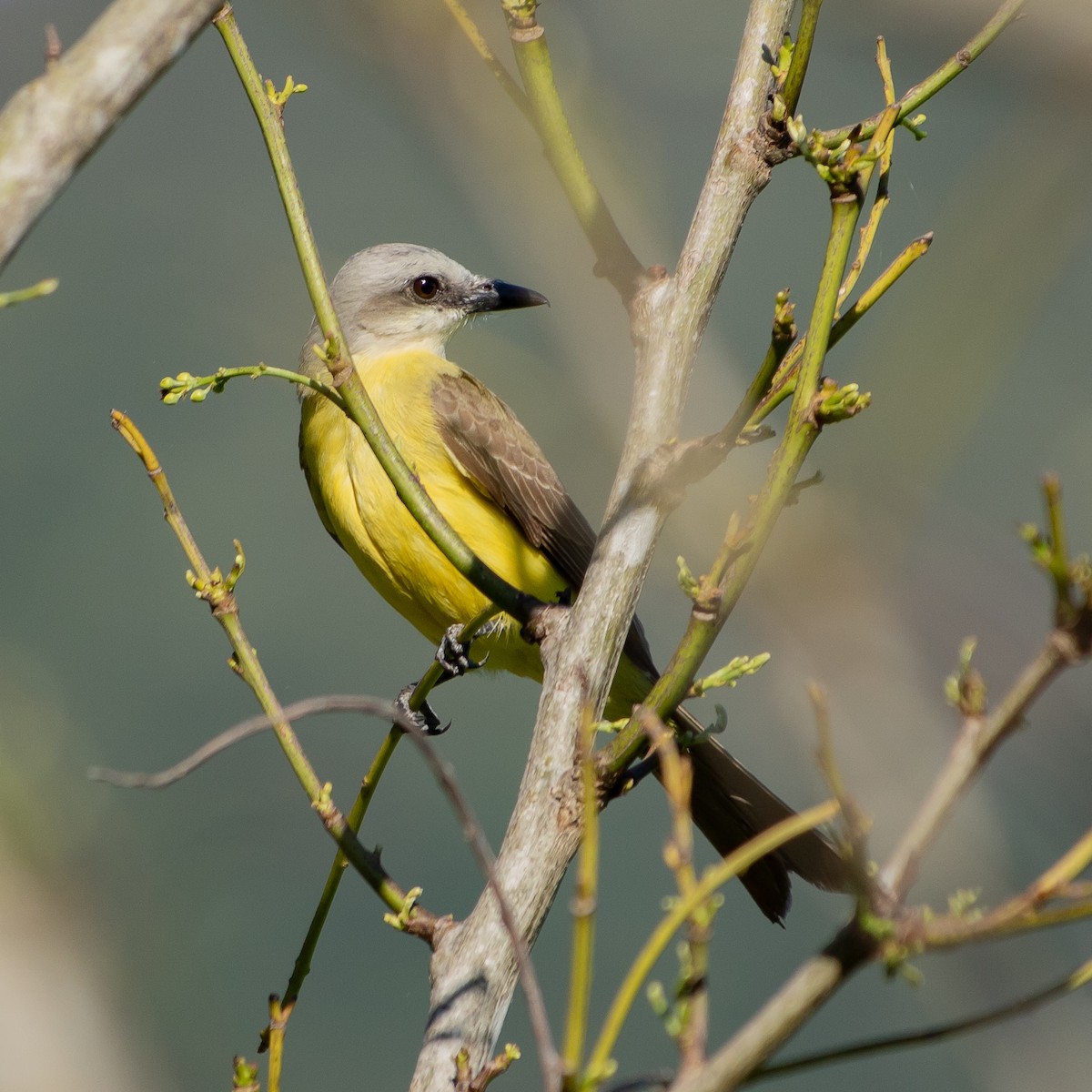 White-throated Kingbird - ML641202747