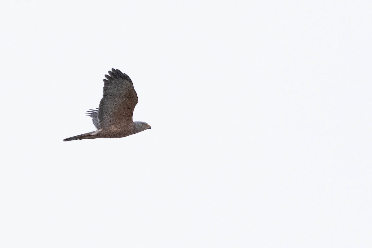 Variable Goshawk (Variable) - ML641202758