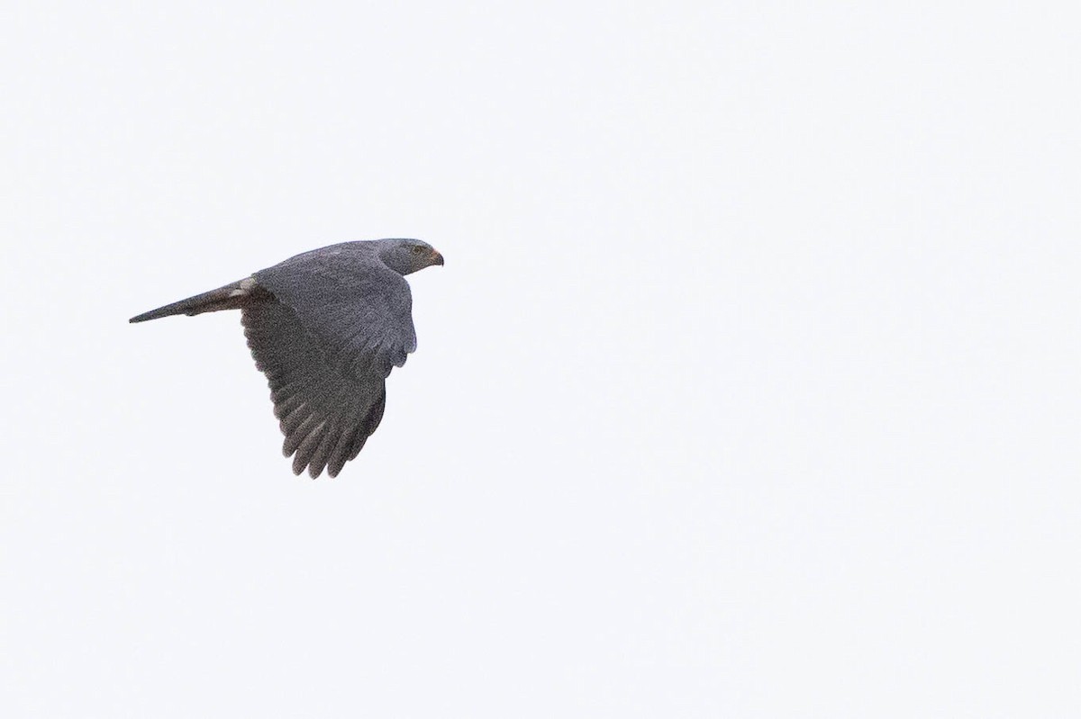 Variable Goshawk (Variable) - ML641202761