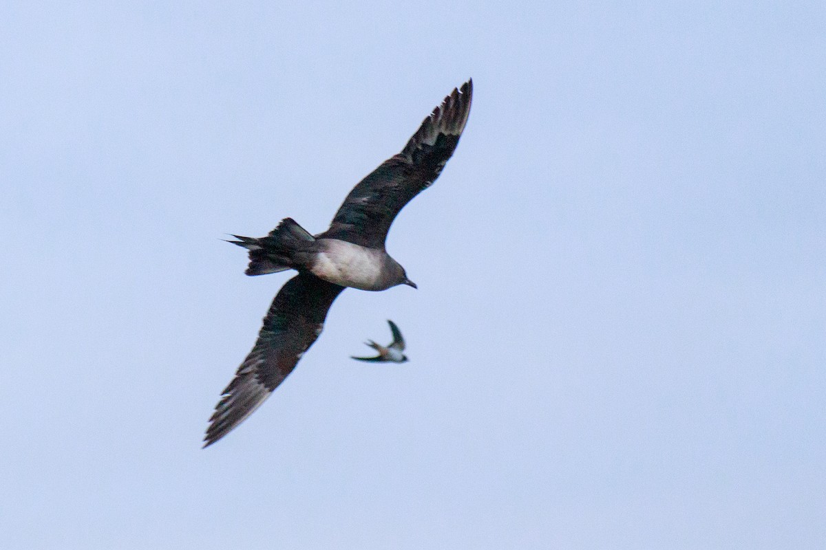 Parasitic Jaeger - ML641202771