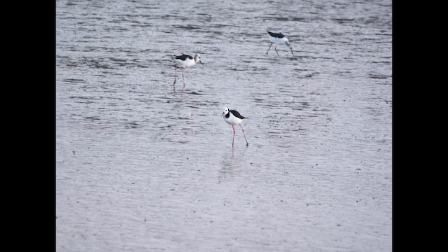 Pied Stilt - ML641202787