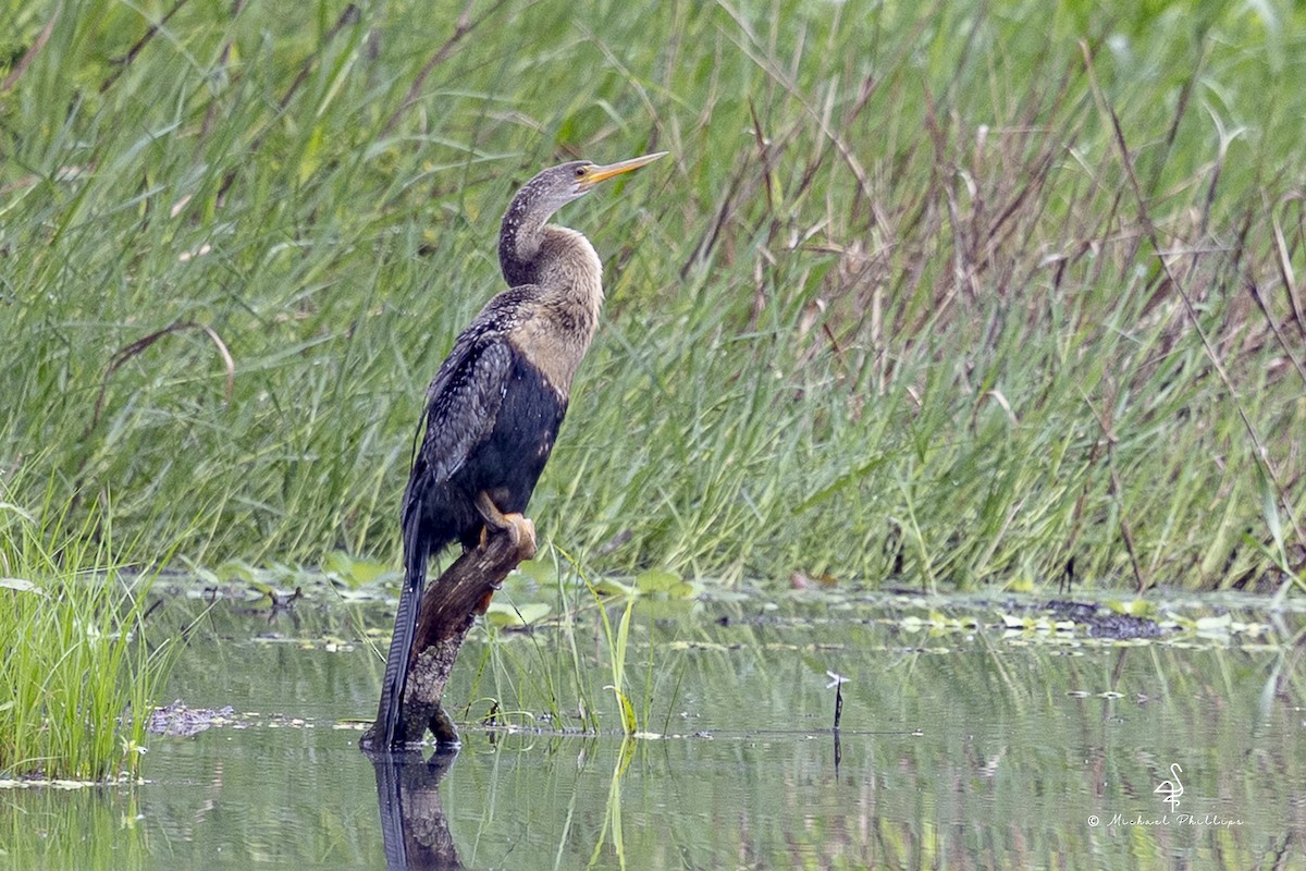 Anhinga d'Amérique - ML641202867