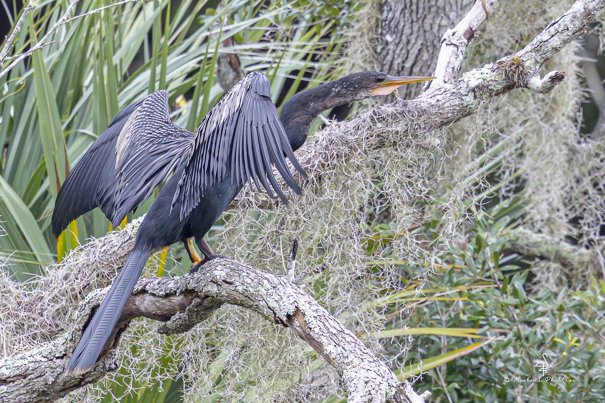Anhinga d'Amérique - ML641202868