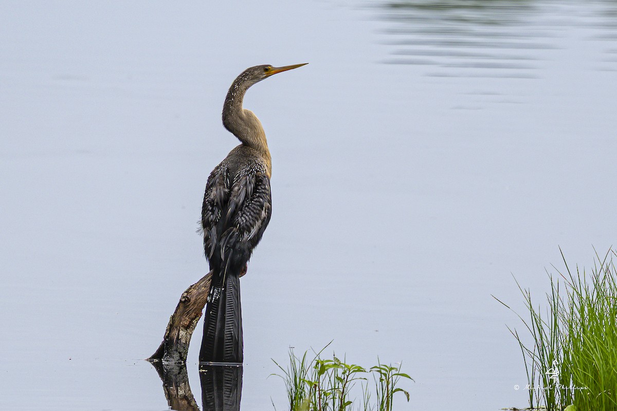 Anhinga d'Amérique - ML641202917