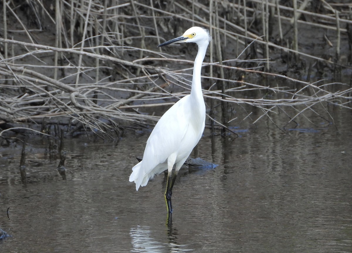 Snowy Egret - ML641202918