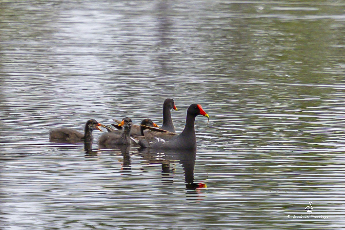 Gallinule d'Amérique - ML641202922