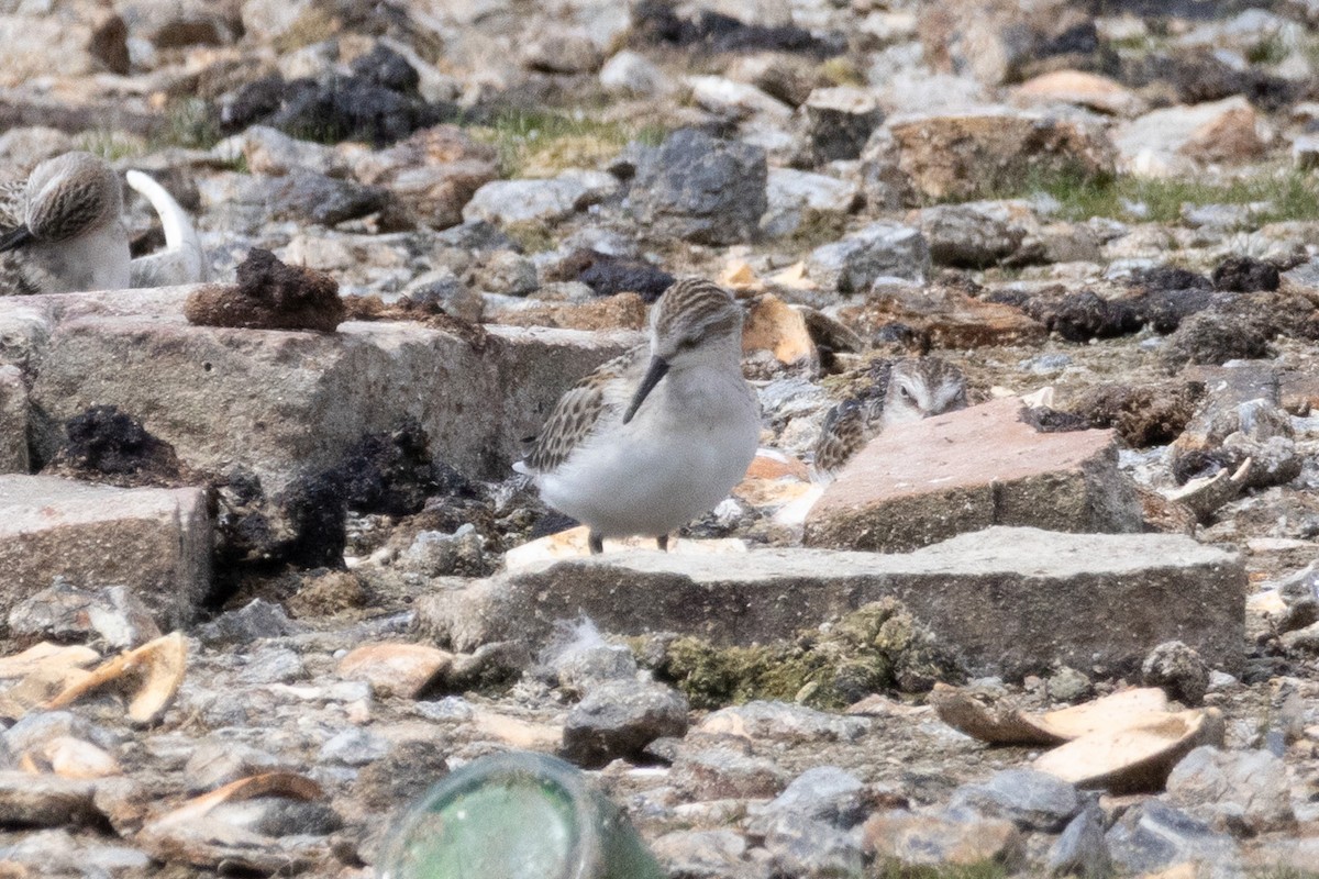 Western/Semipalmated Sandpiper - ML641202933