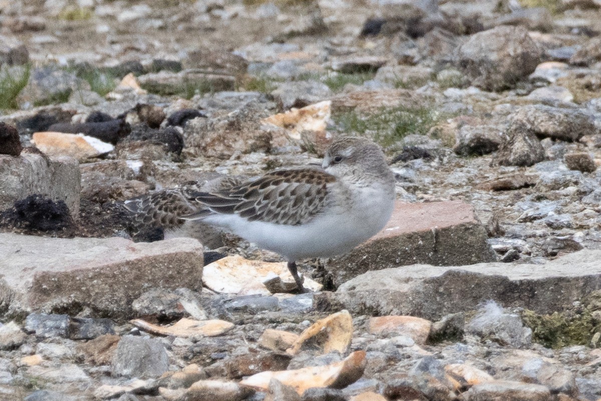 Western/Semipalmated Sandpiper - ML641202934