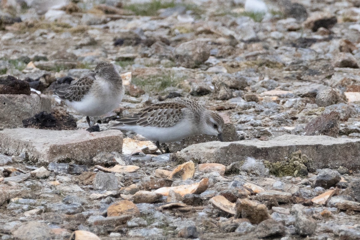Western/Semipalmated Sandpiper - ML641202935