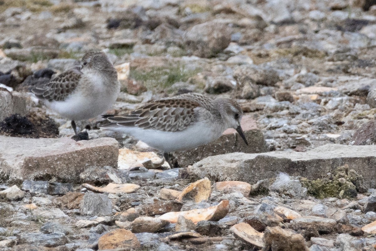 Western/Semipalmated Sandpiper - ML641202936