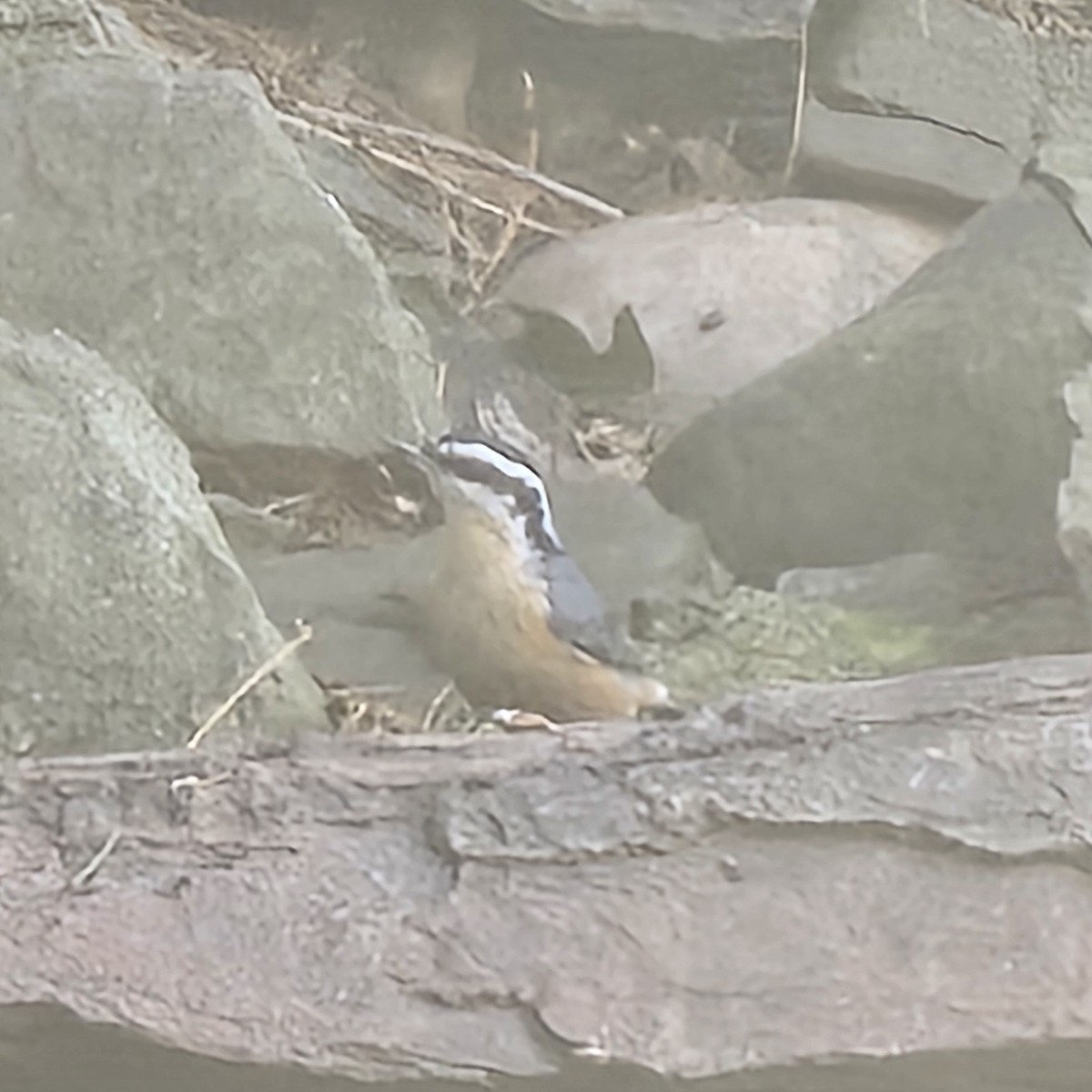 Red-breasted Nuthatch - ML641202938