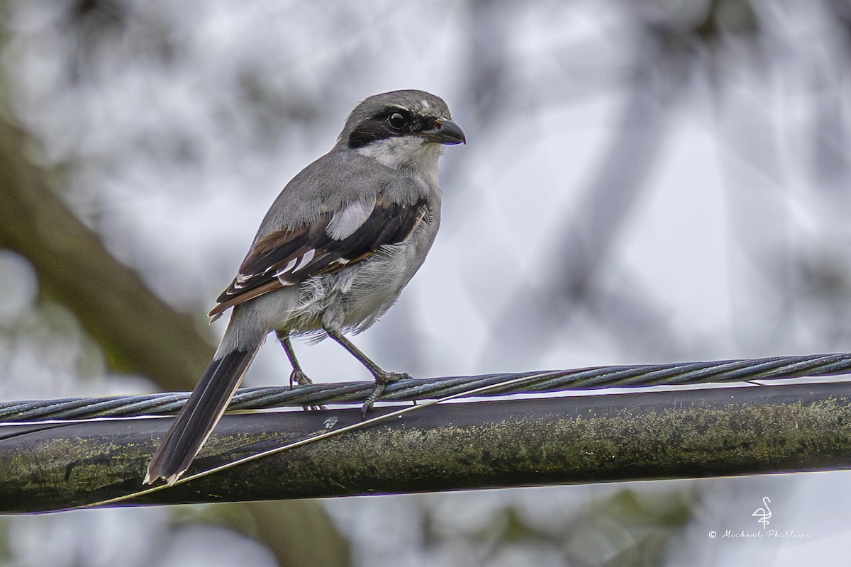 Pie-grièche migratrice - ML641202949