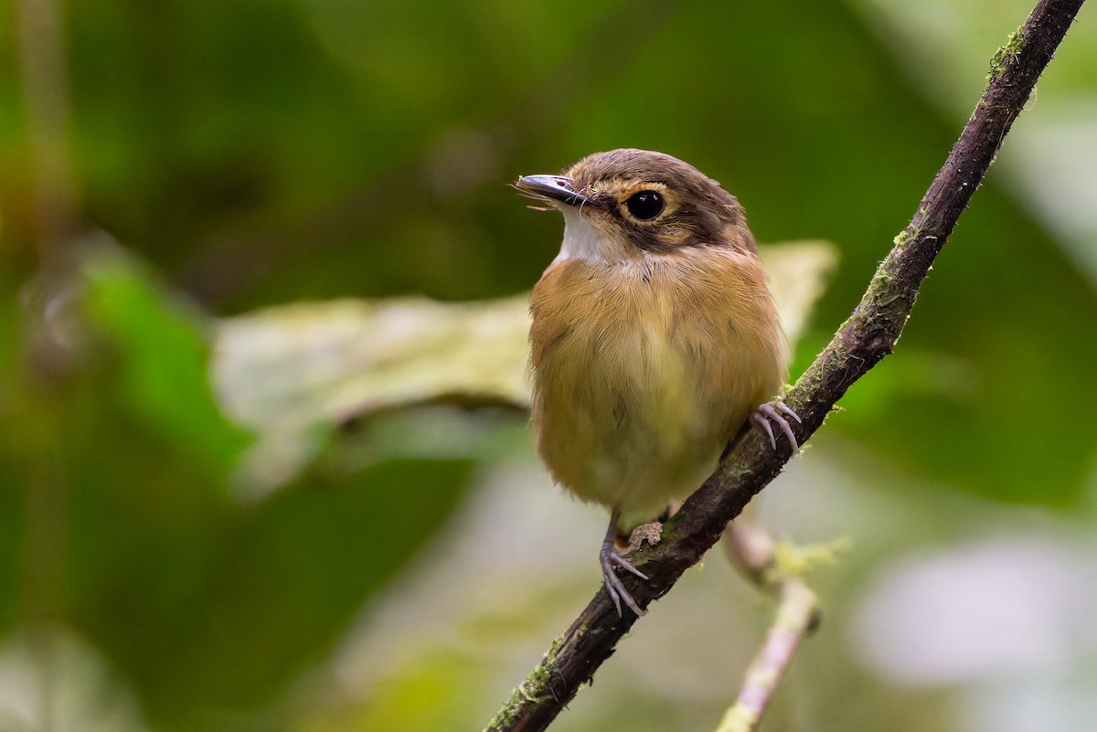 White-throated Spadebill - ML641202976