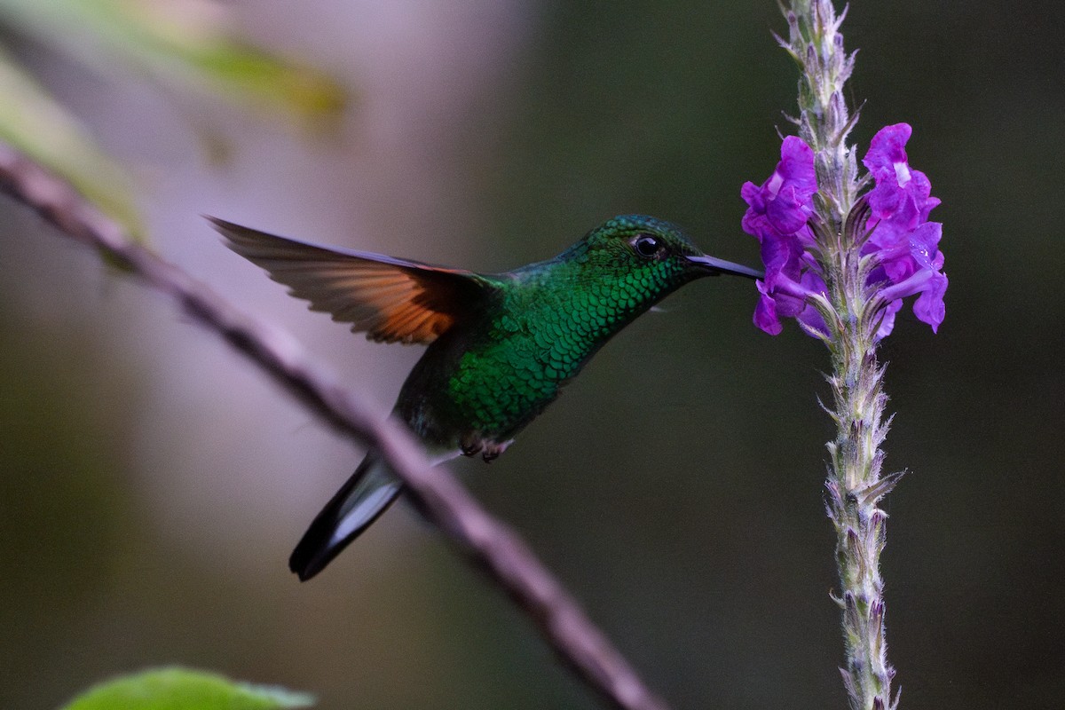 Stripe-tailed Hummingbird - ML641202977