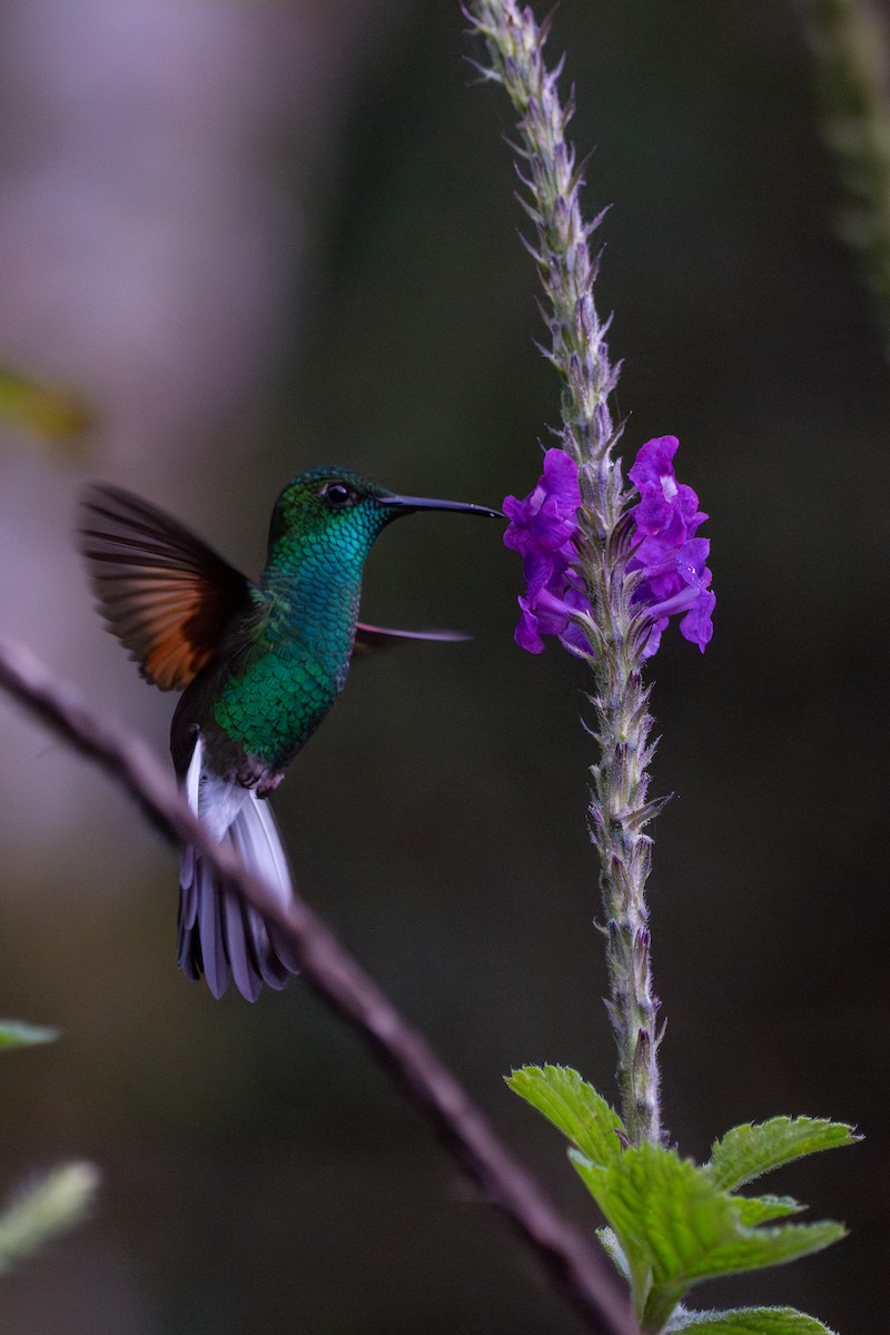 Stripe-tailed Hummingbird - ML641202981