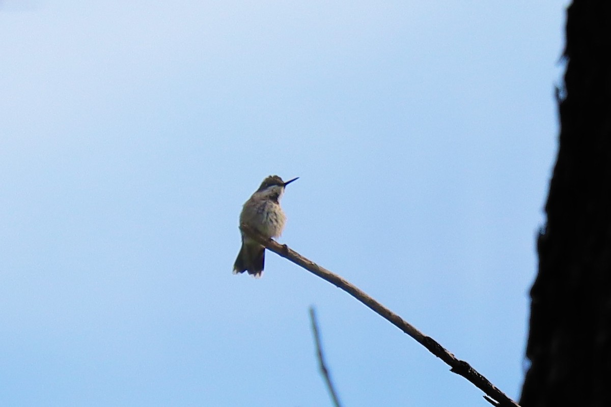 Ruby-throated Hummingbird - ML641203065