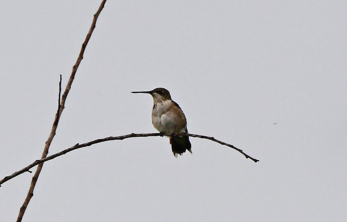 ML641203067 - Rufous Hummingbird - Macaulay Library