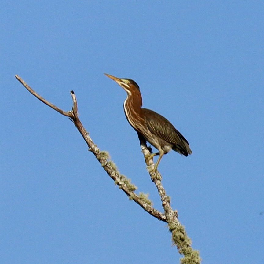 Green Heron - ML641203082