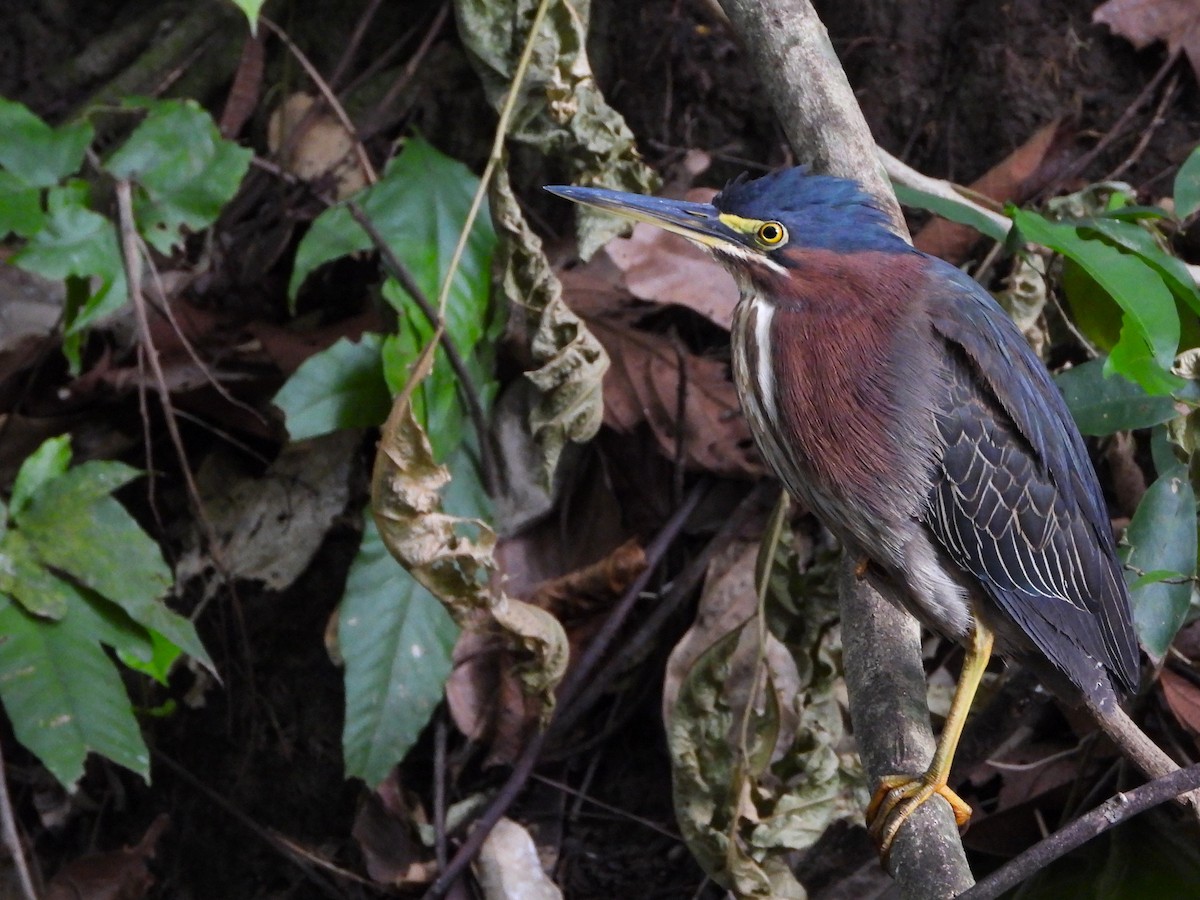 volavka zelenavá - ML641203083