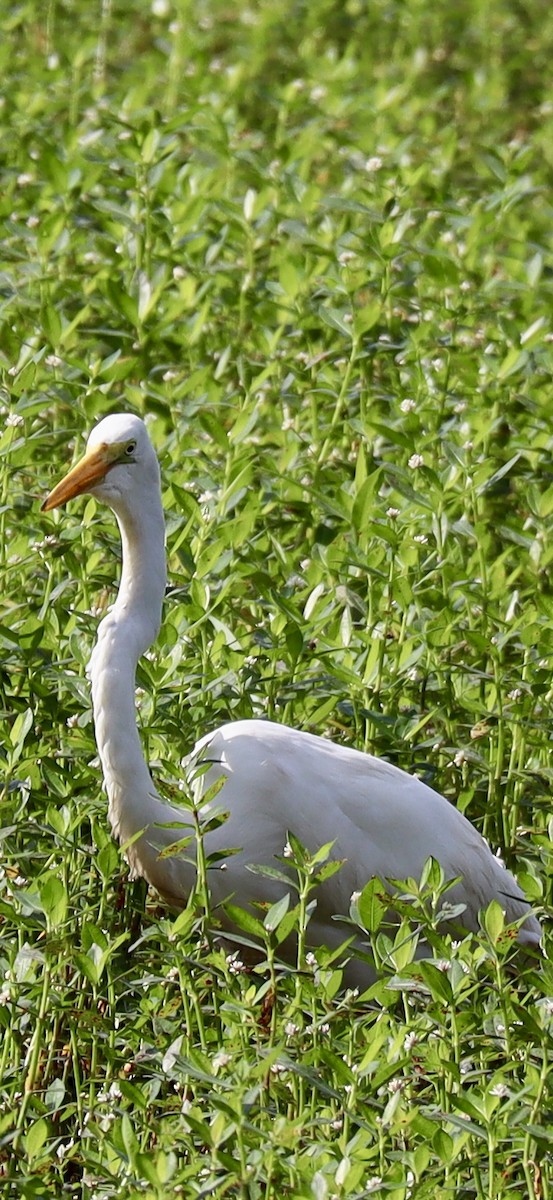 Great Egret - ML641203112