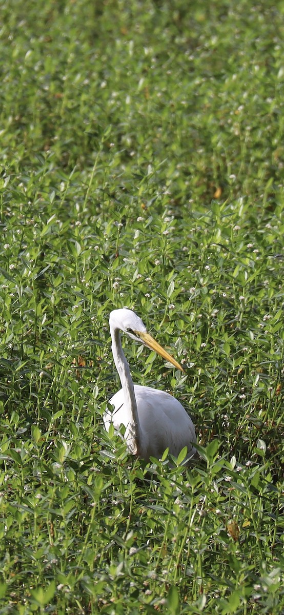 Great Egret - ML641203113