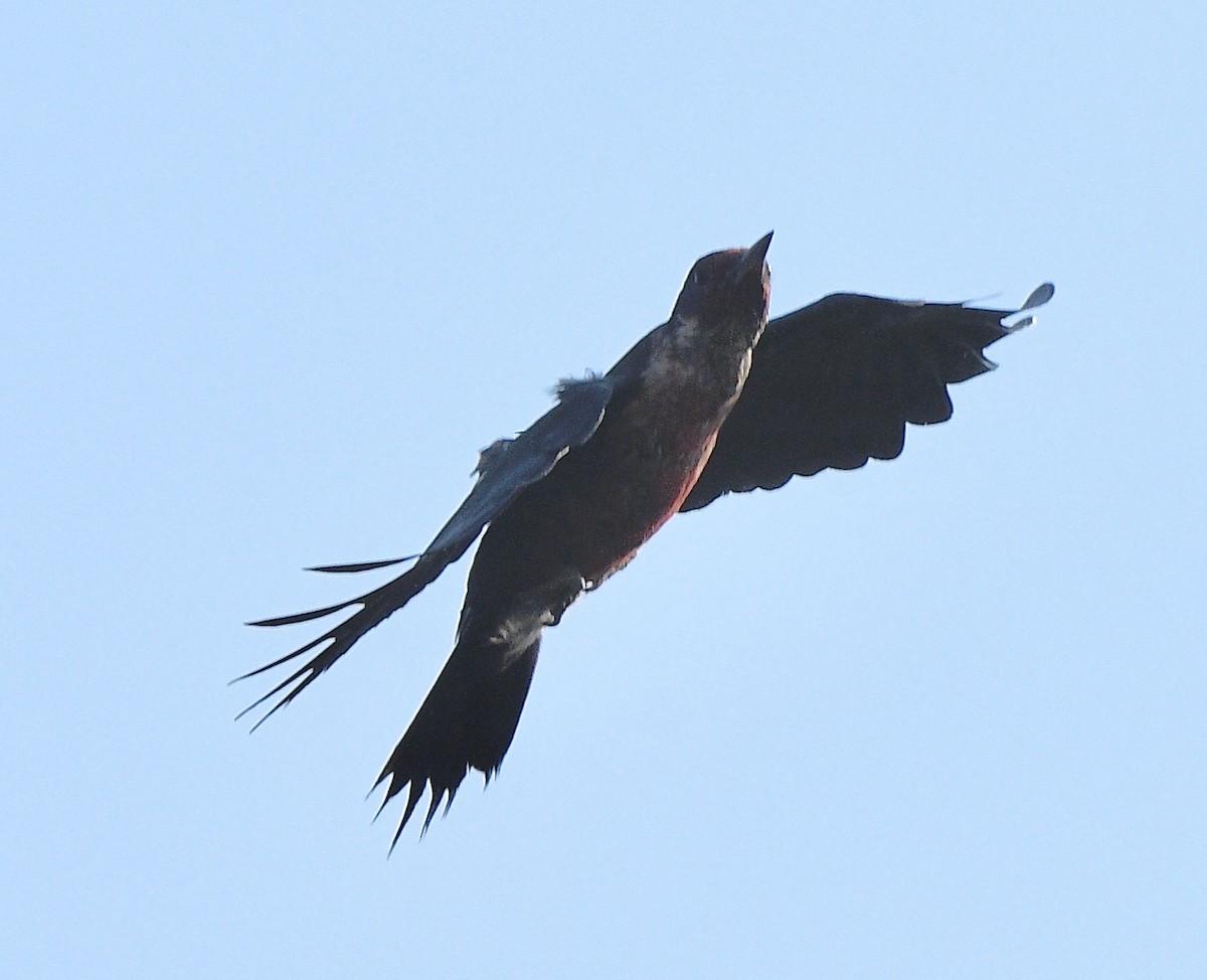 Lewis's Woodpecker - ML641203115