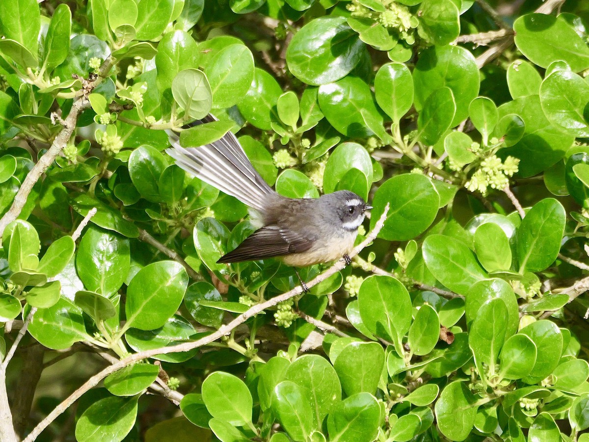 New Zealand Fantail - ML641203121