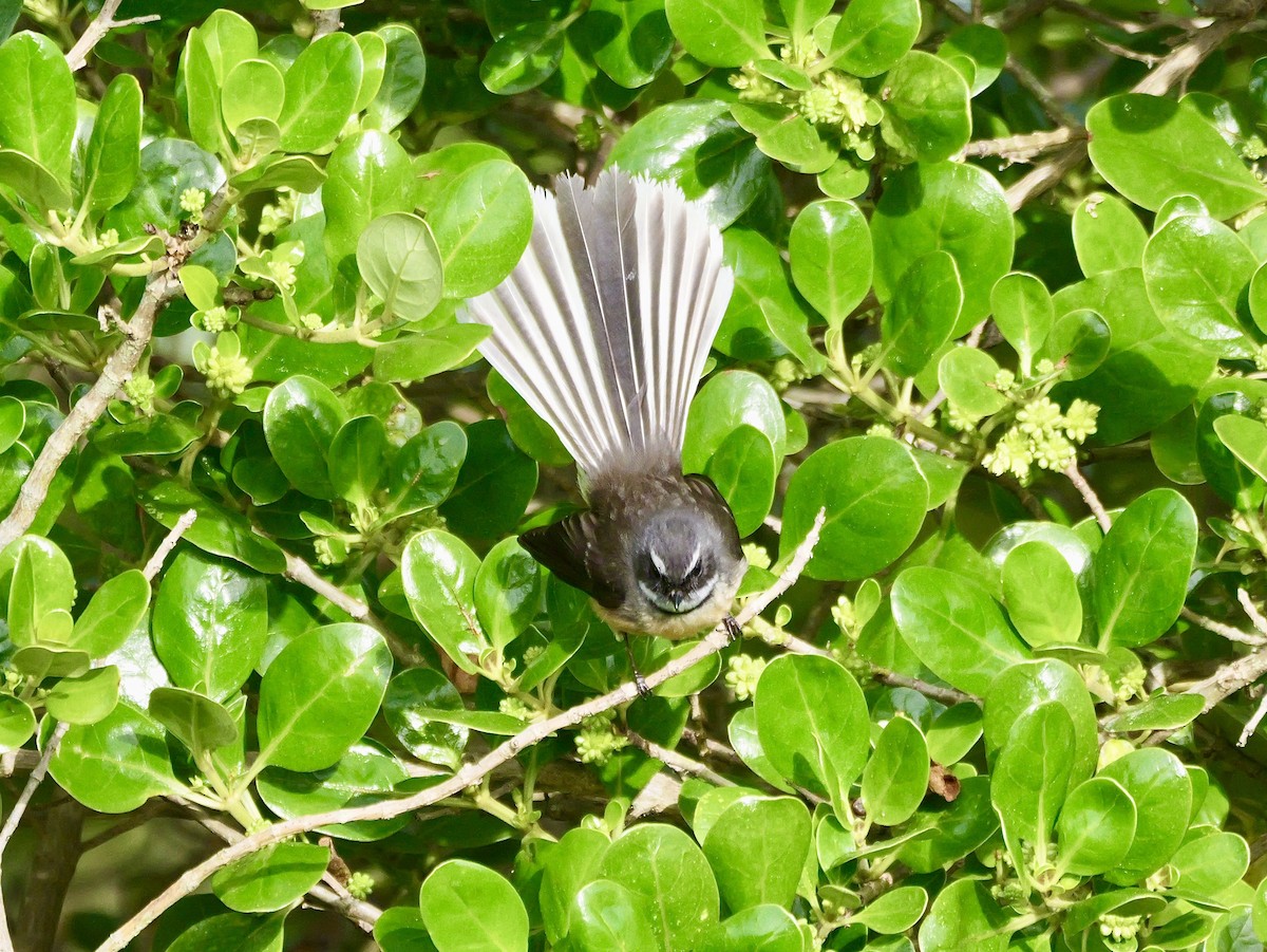 New Zealand Fantail - ML641203122