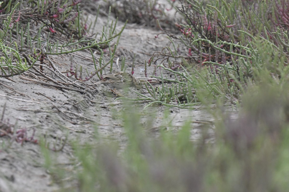 Peruvian Pipit - ML641203126