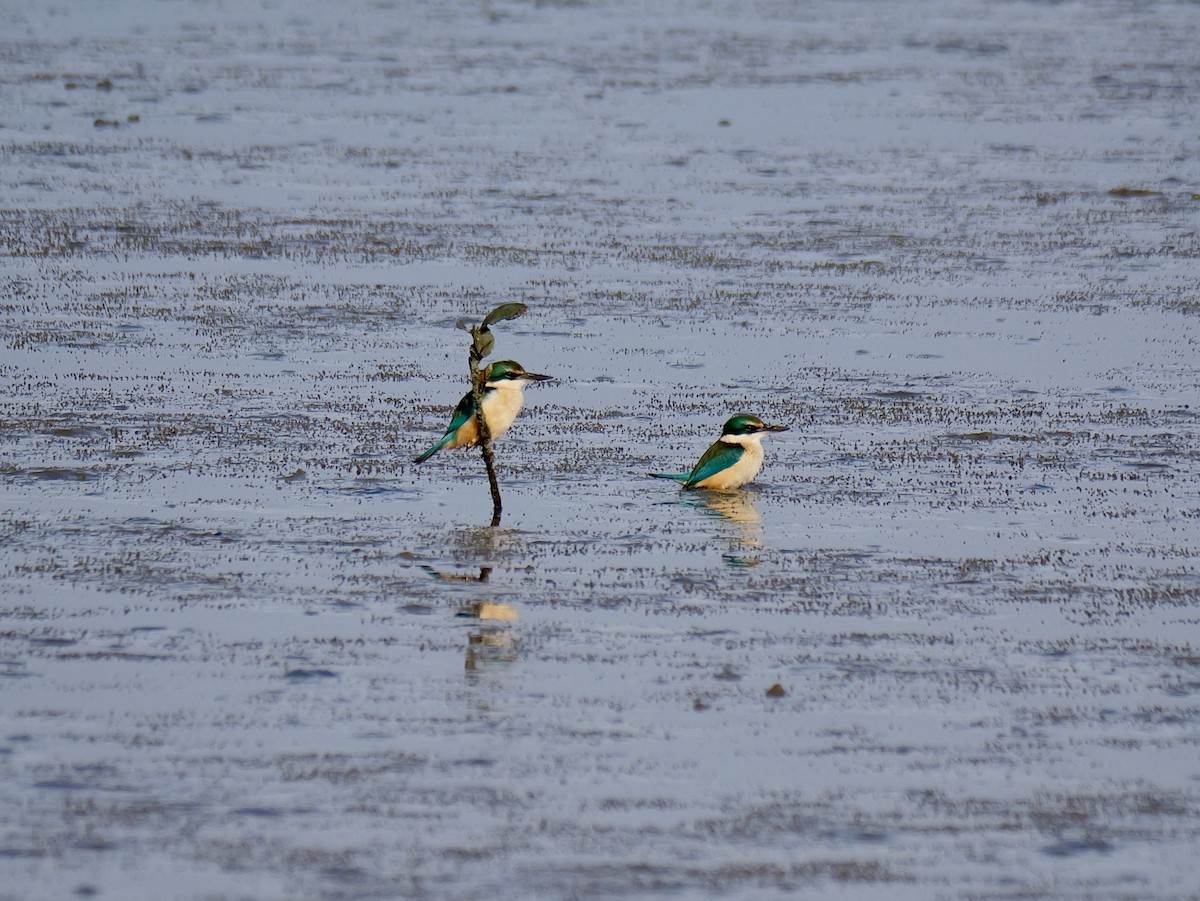 Sacred Kingfisher - ML641203128