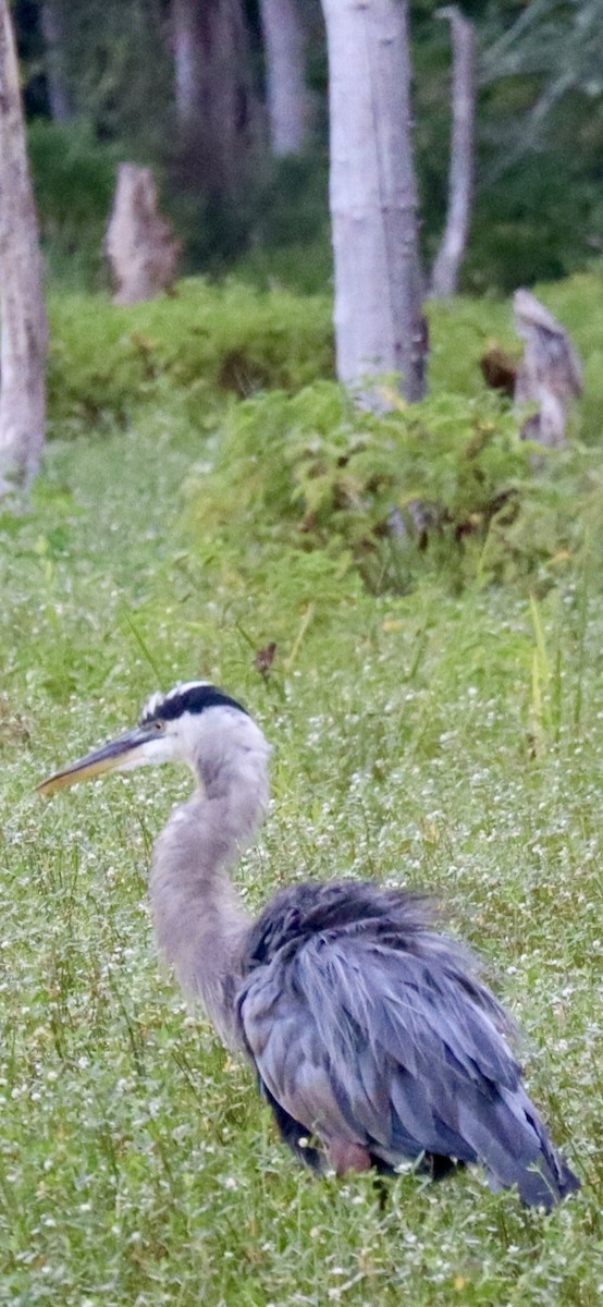Great Blue Heron - ML641203145