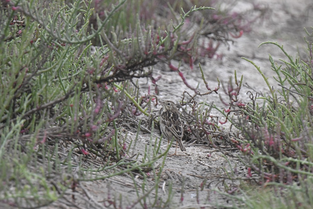 Peruvian Pipit - ML641203146