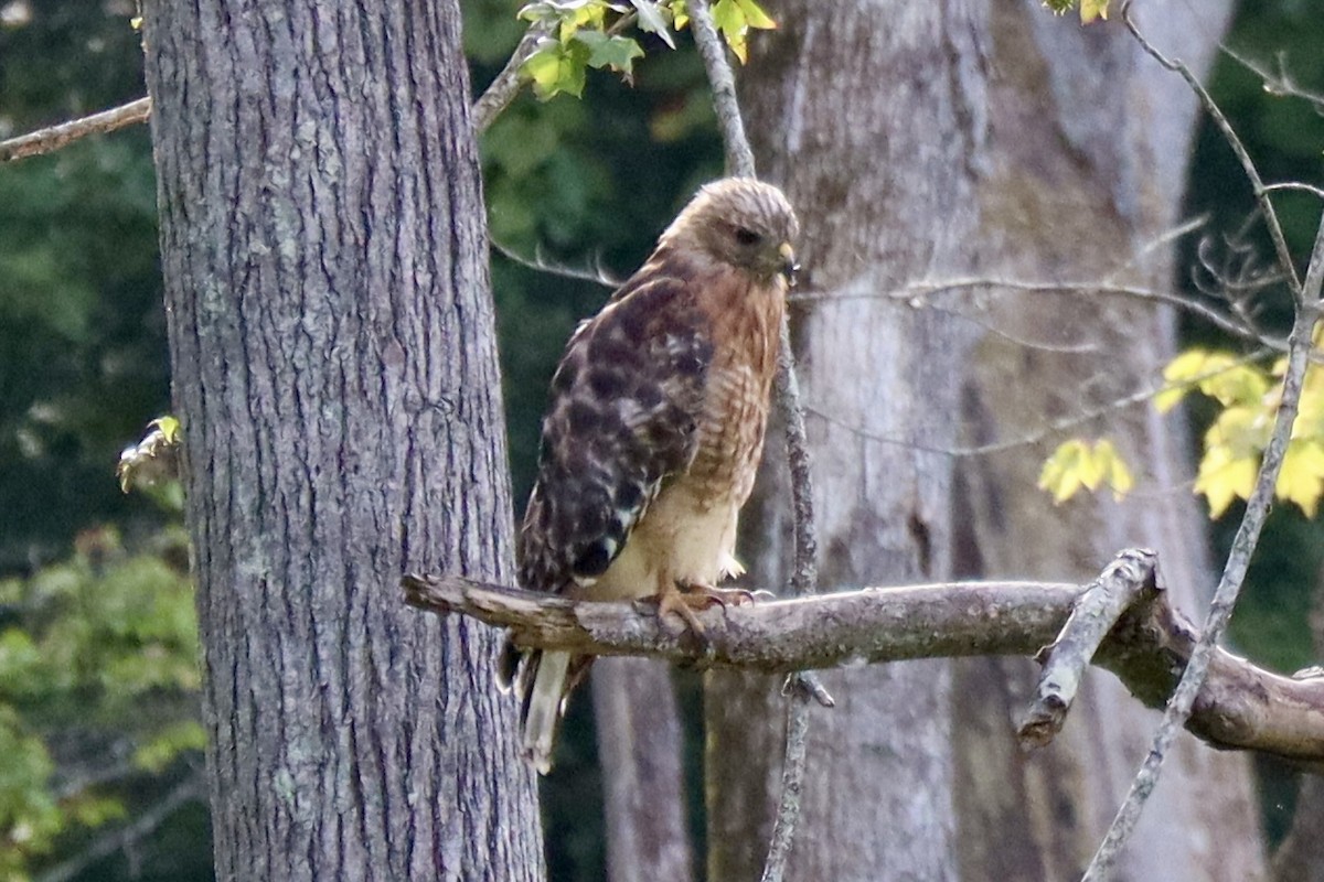 Red-shouldered Hawk - ML641203160