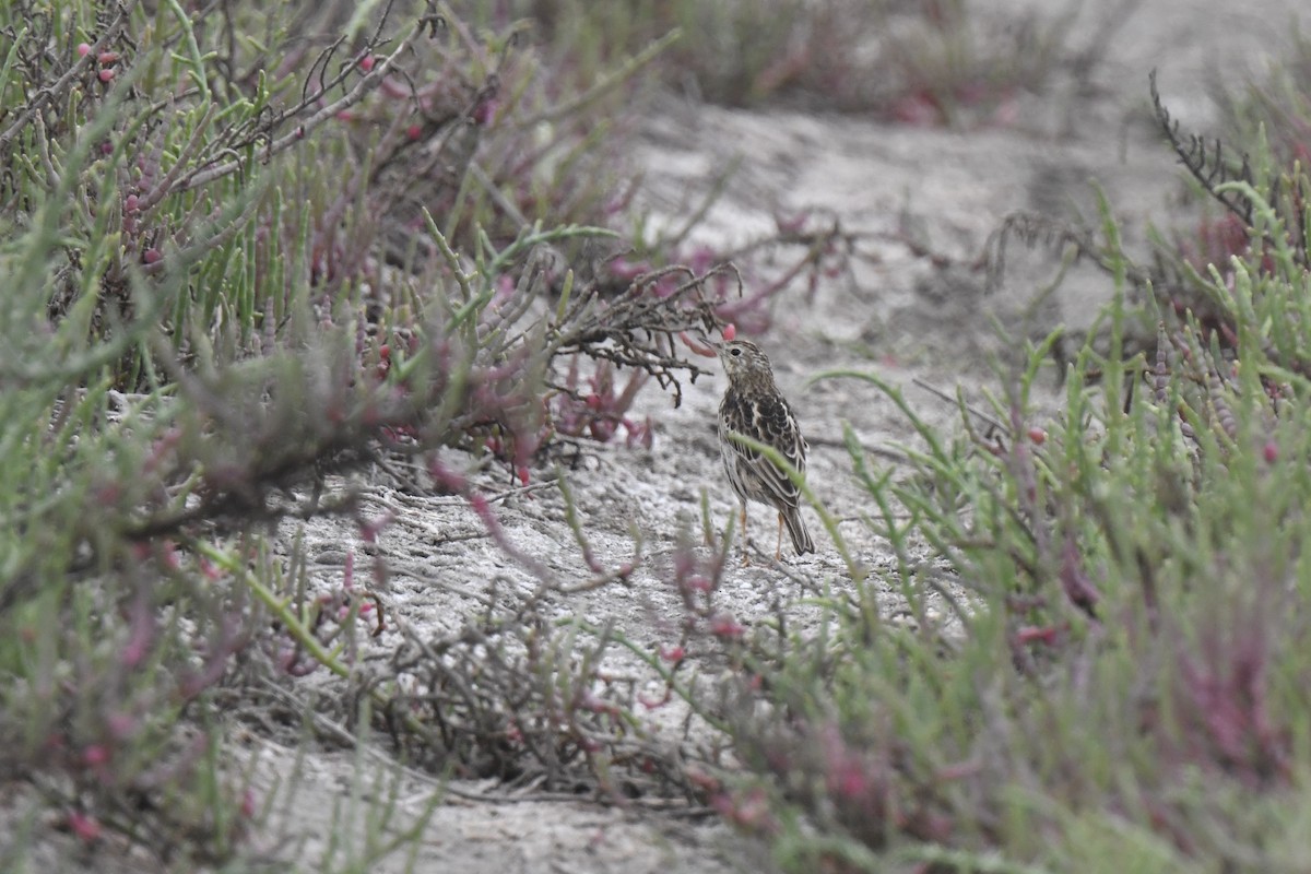 Peruvian Pipit - ML641203161