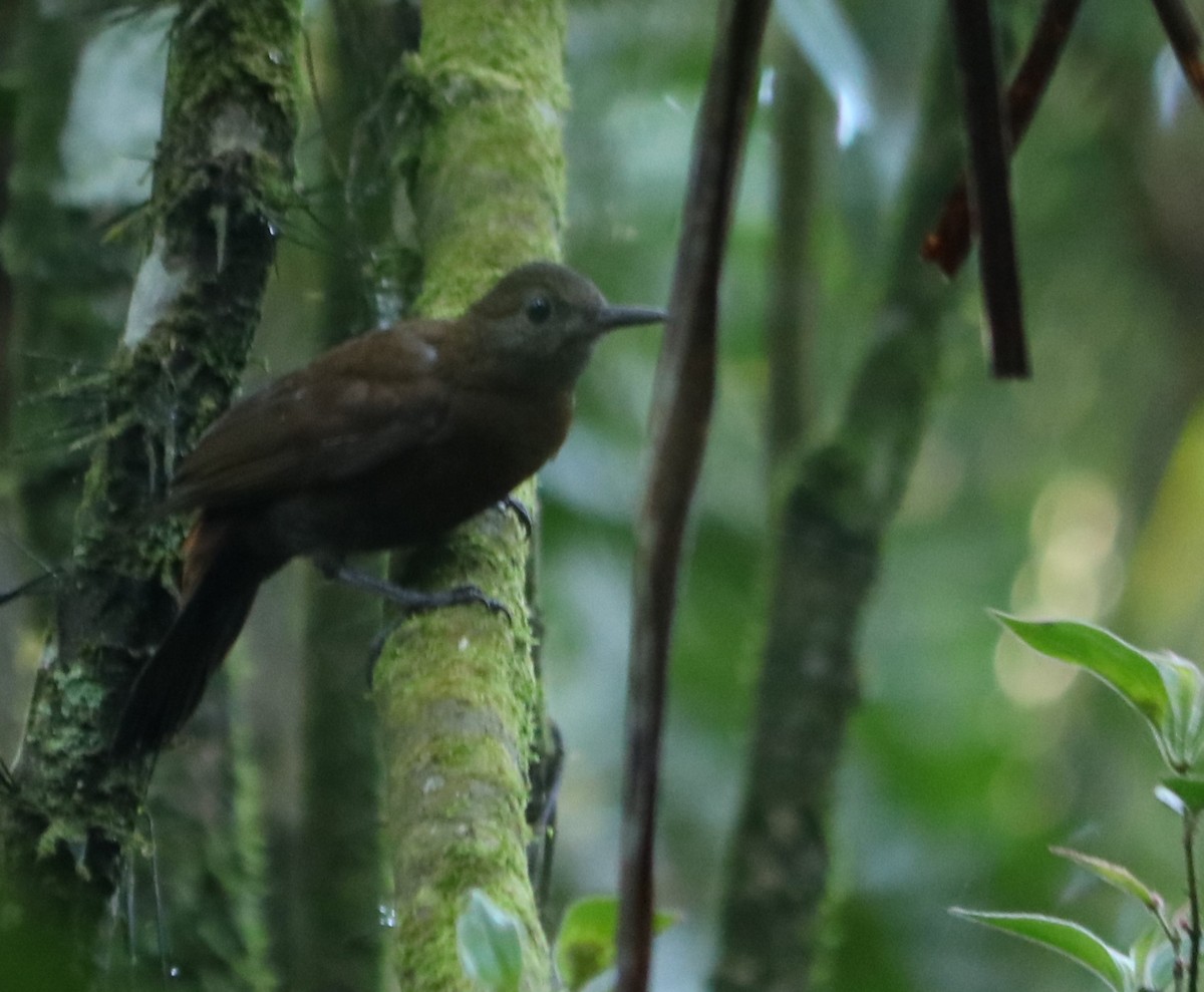 Rufous-breasted Leaftosser - ML641203182
