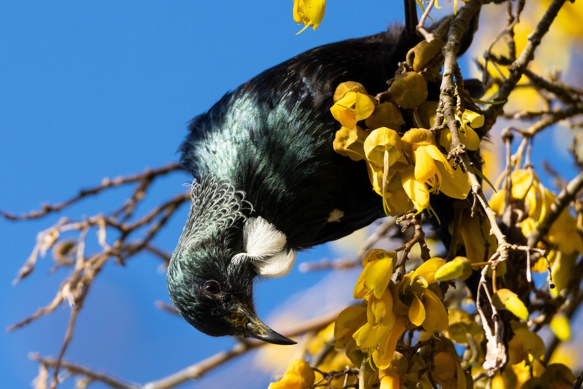Tui - ML641203217