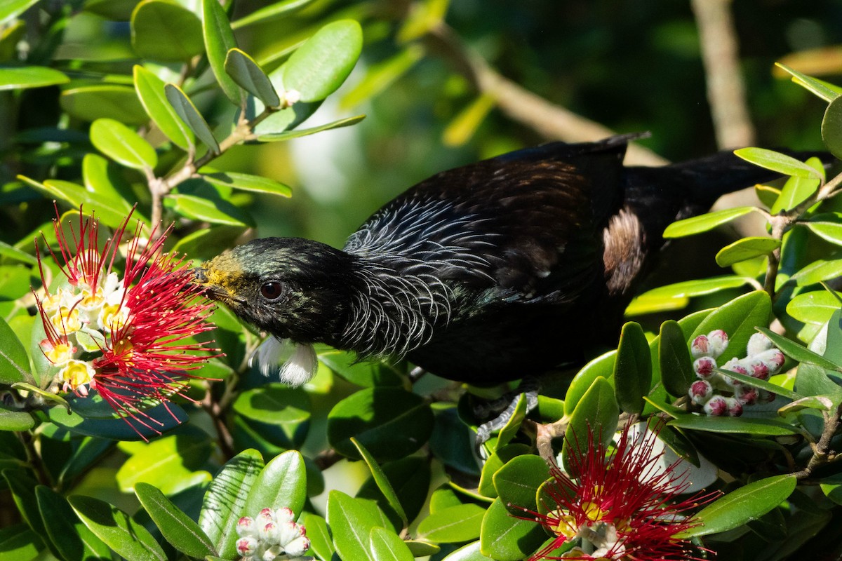 Tui - ML641203218
