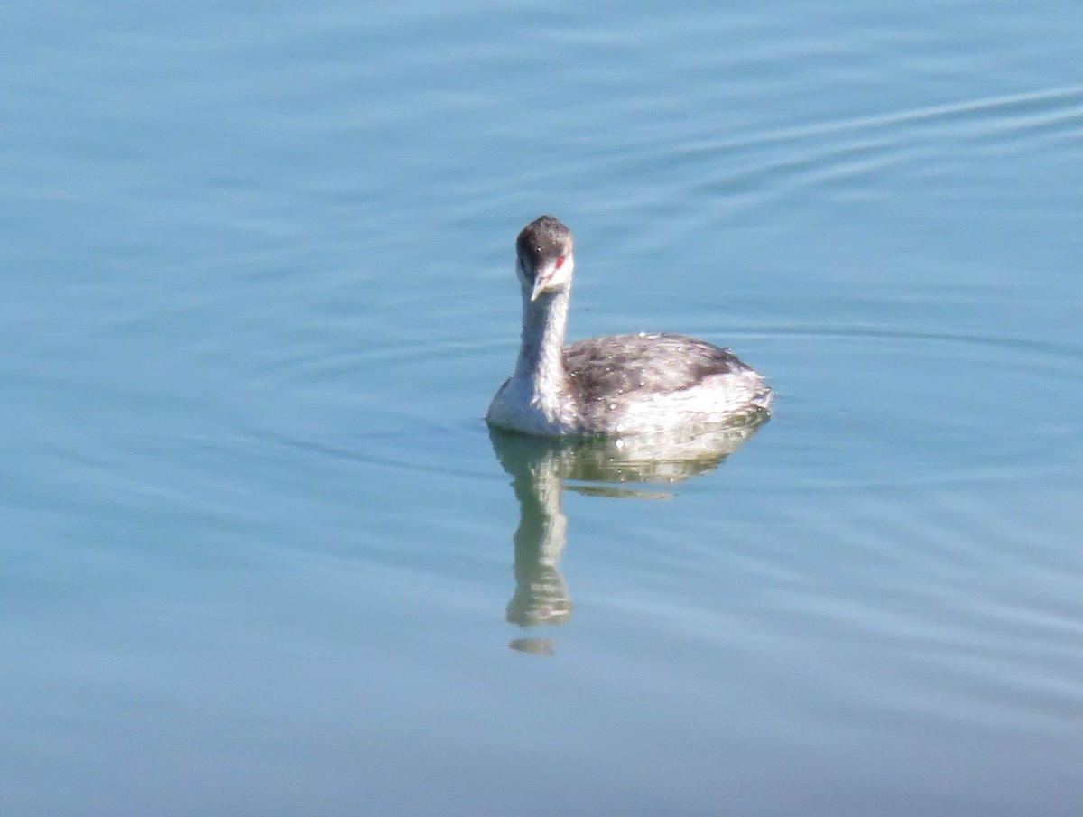 Horned Grebe - ML641203260
