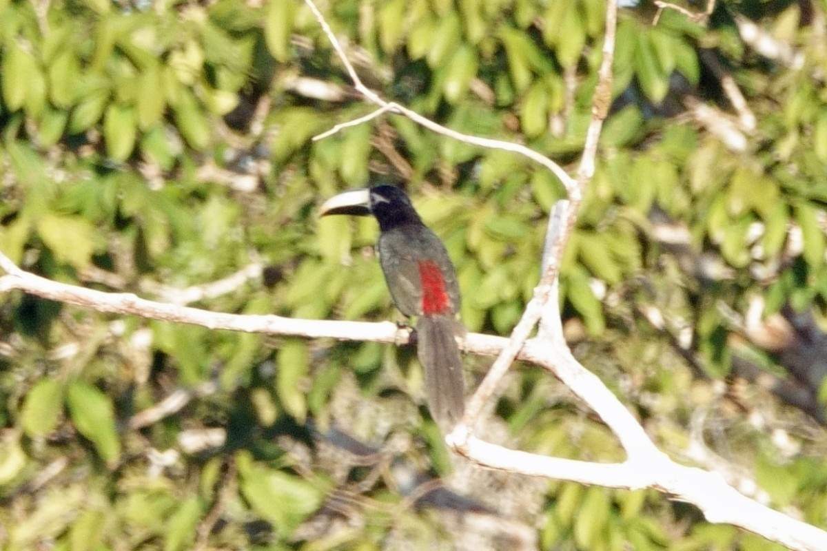Black-necked Aracari - ML641203290