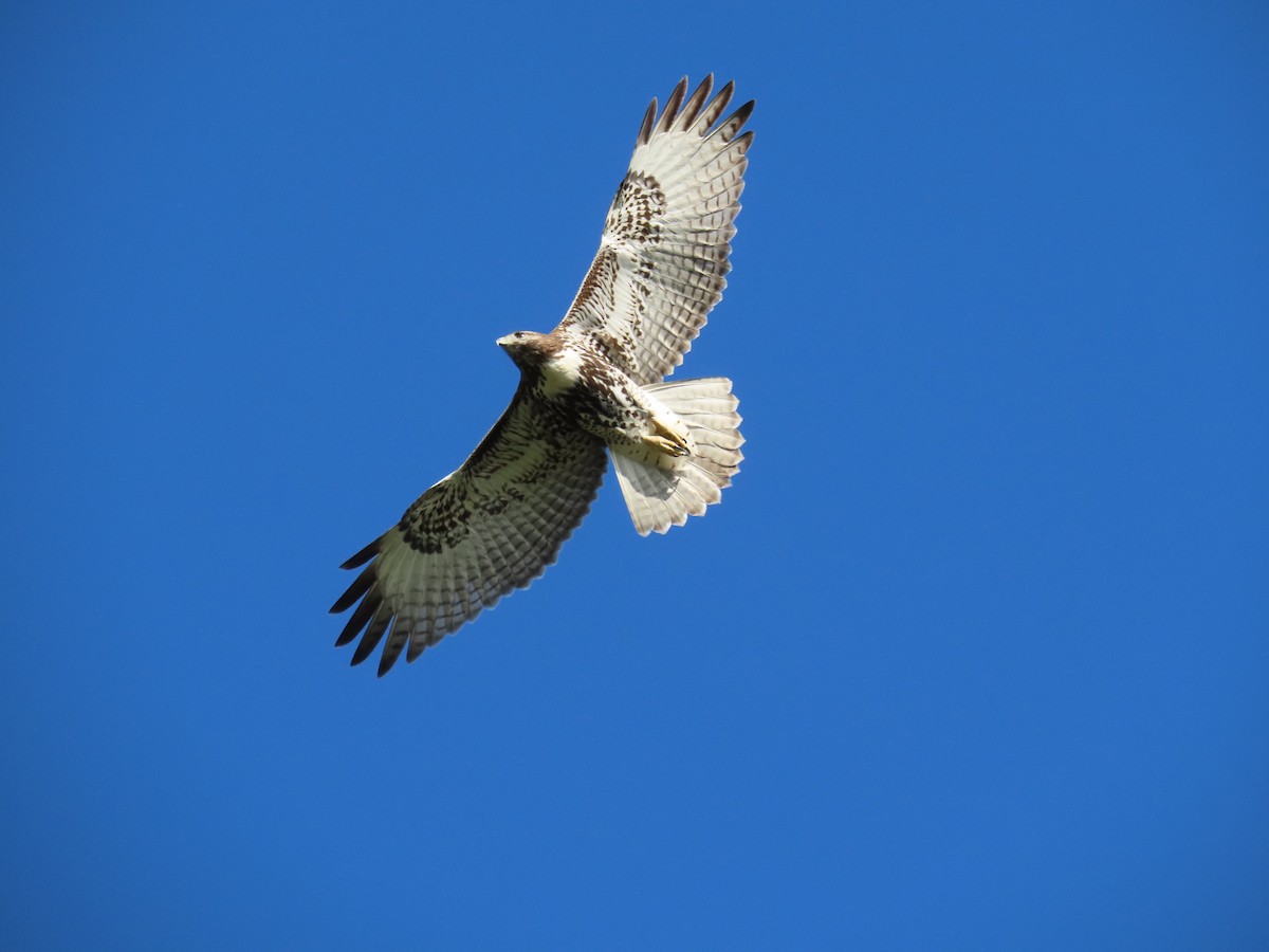 Red-tailed Hawk - ML641203292