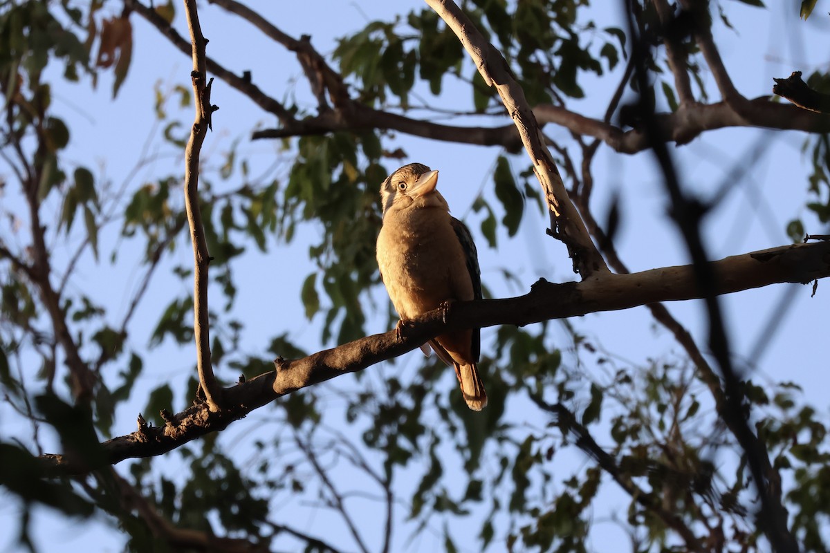 Blue-winged Kookaburra - ML641203295